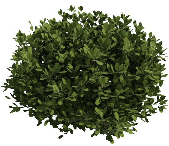 Bush Transparent PNG Image