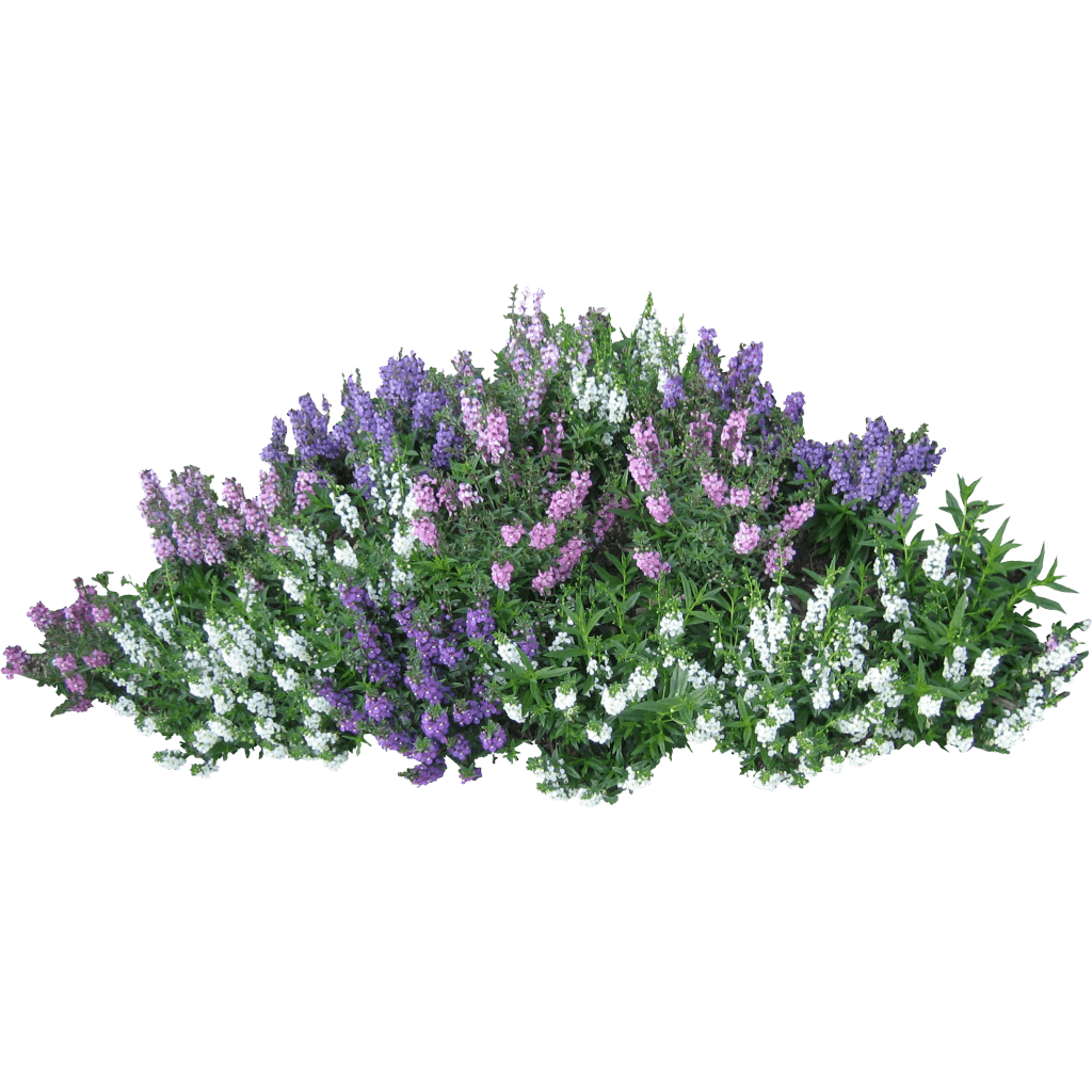 Bushes Transparent PNG Image