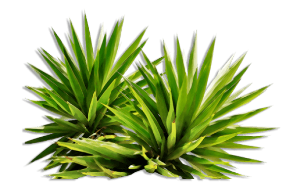 Bush Transparent PNG Image