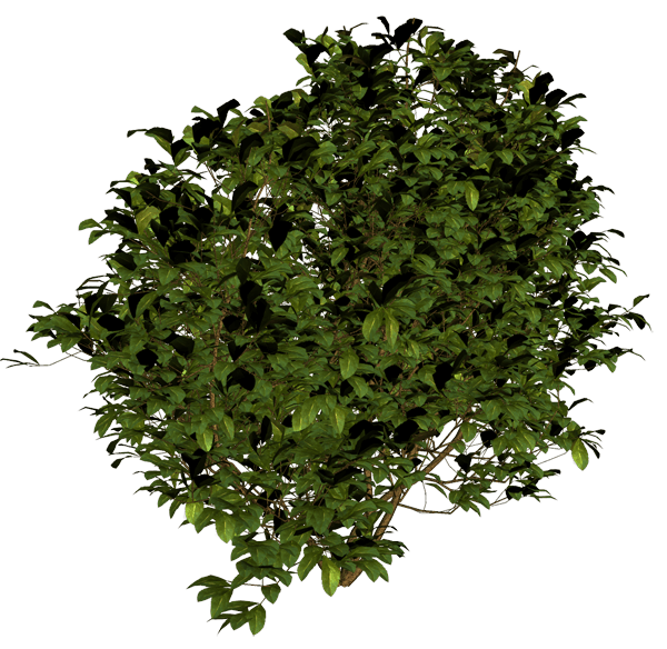 Bush Transparent PNG Image
