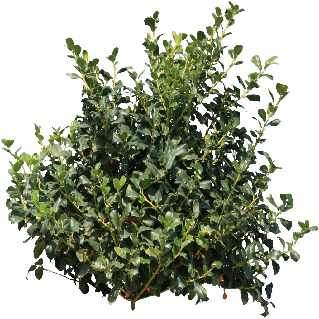 Bush Transparent PNG Image