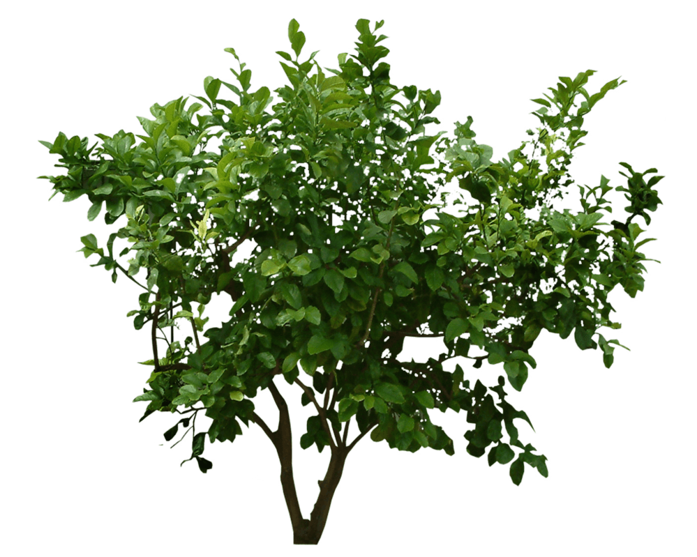 Bush Transparent PNG Image