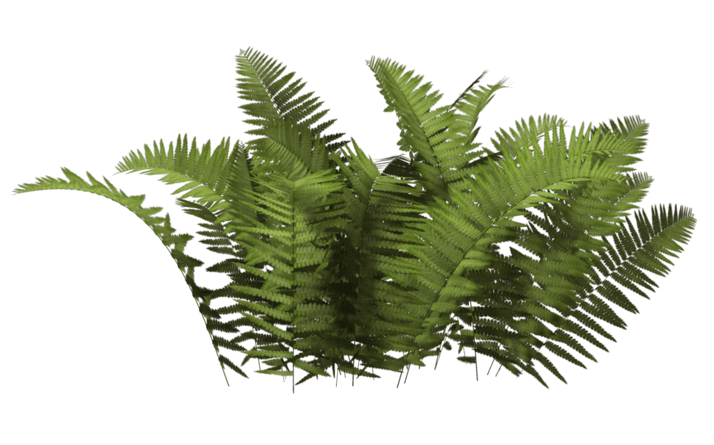 Bush Transparent PNG Image