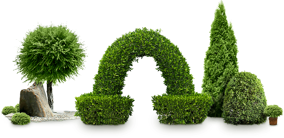 Bushes Transparent PNG Image