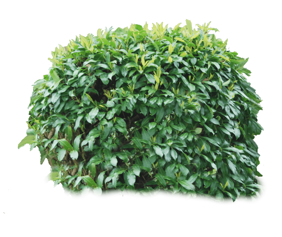 Bush Transparent PNG Image