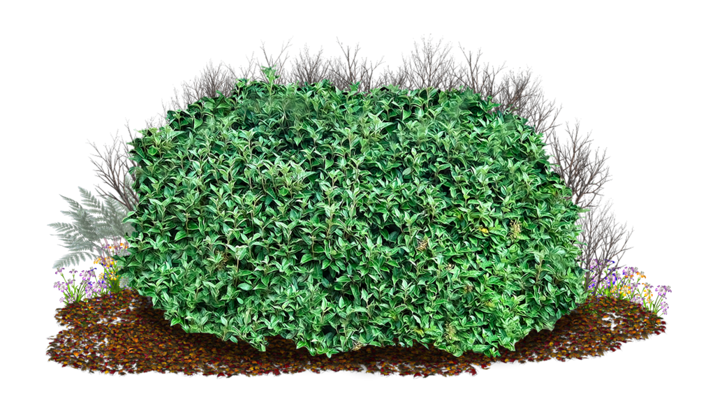 Bush Transparent PNG Image