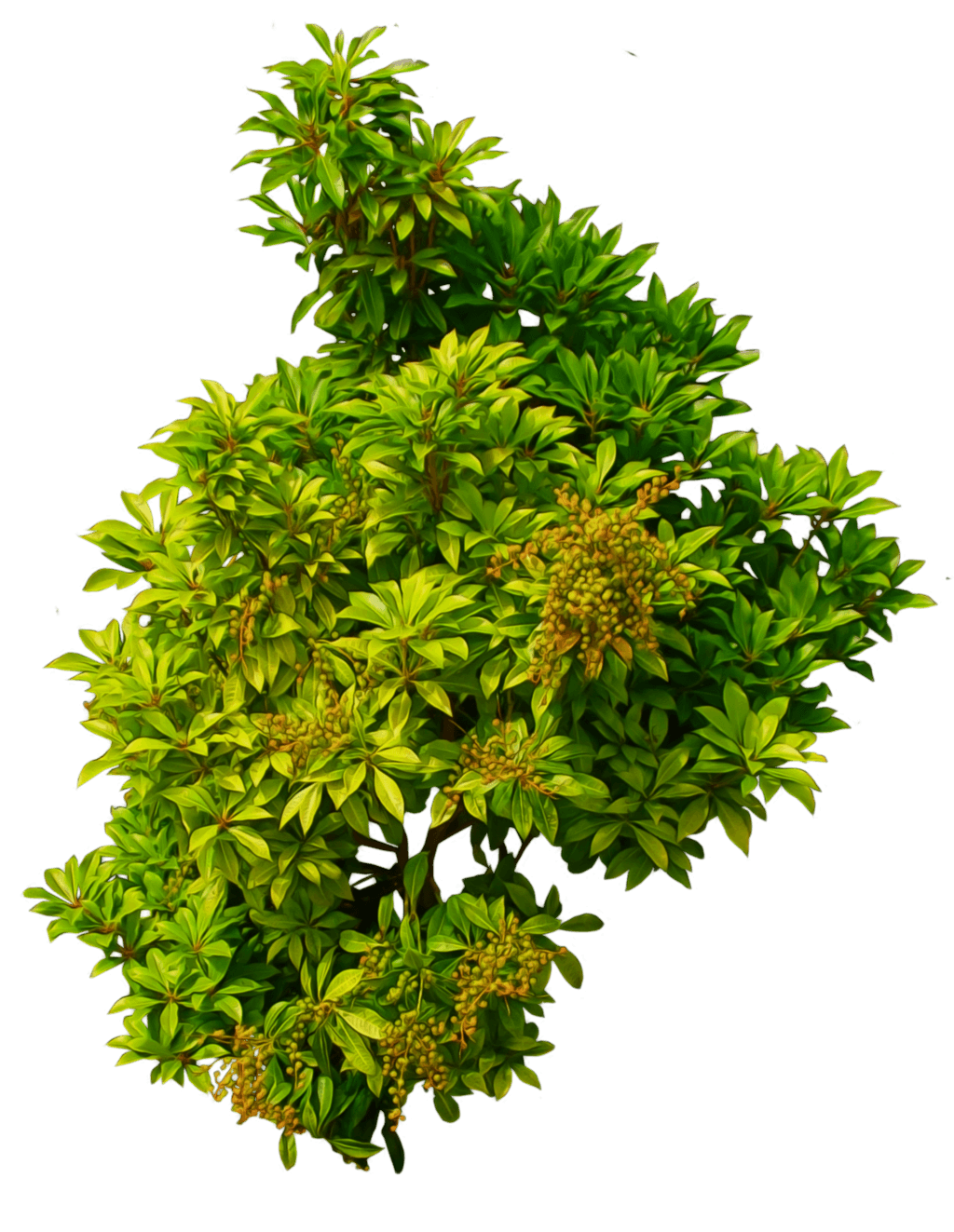 Bush Transparent PNG Image
