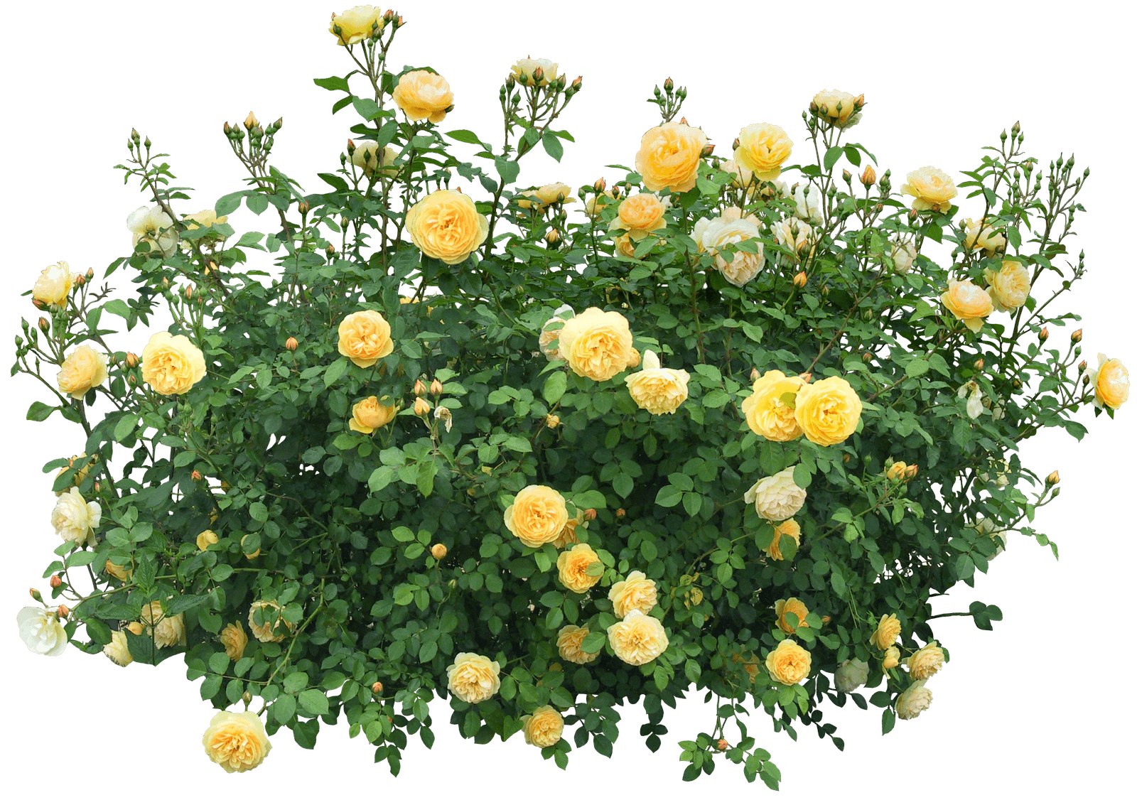Bush Transparent PNG Image