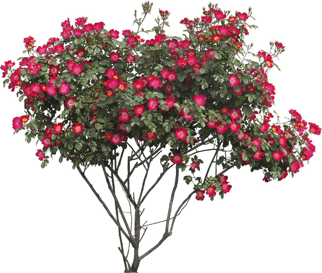 Bush Transparent PNG Image