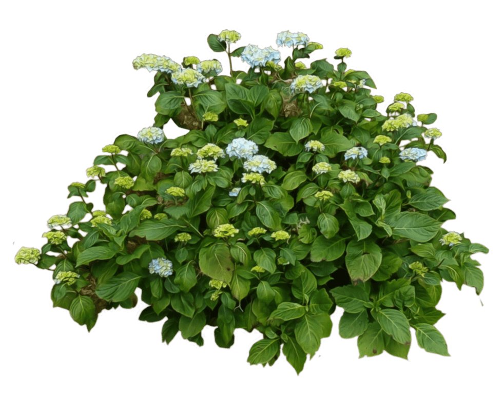 Bush Transparent PNG Image