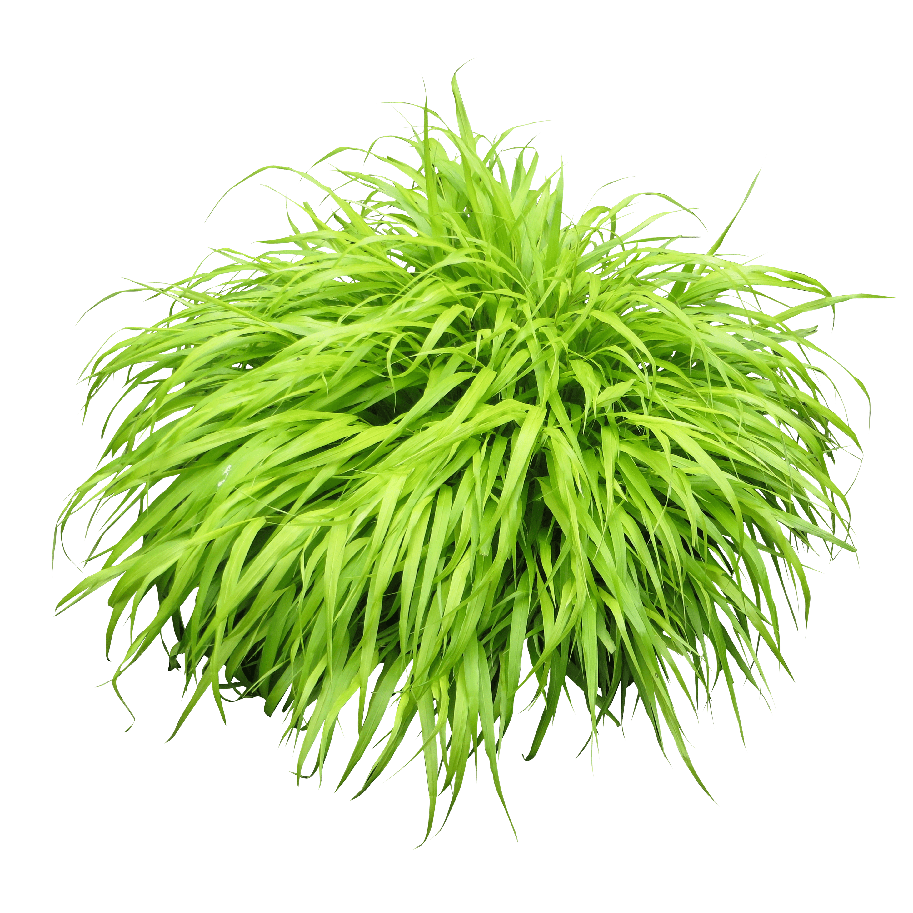 Bush Plant Transparent PNG Image