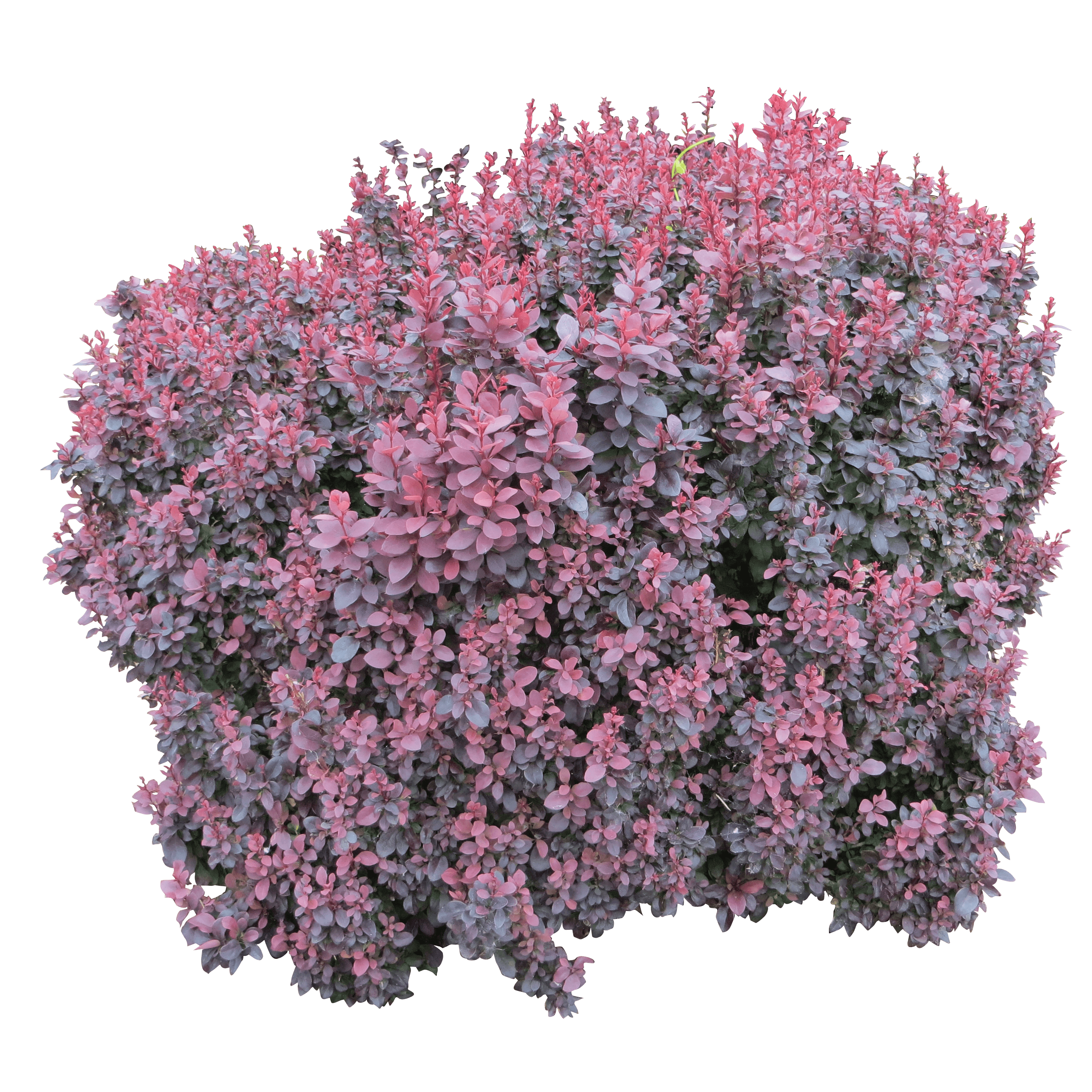 Bush Transparent PNG Image