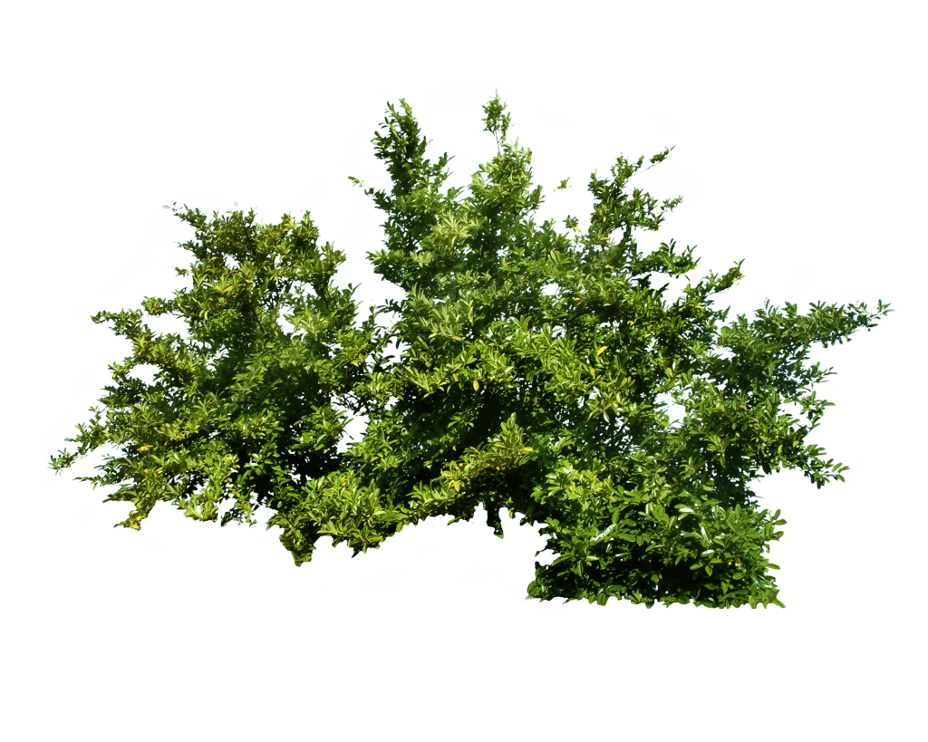 Bush Transparent PNG Image