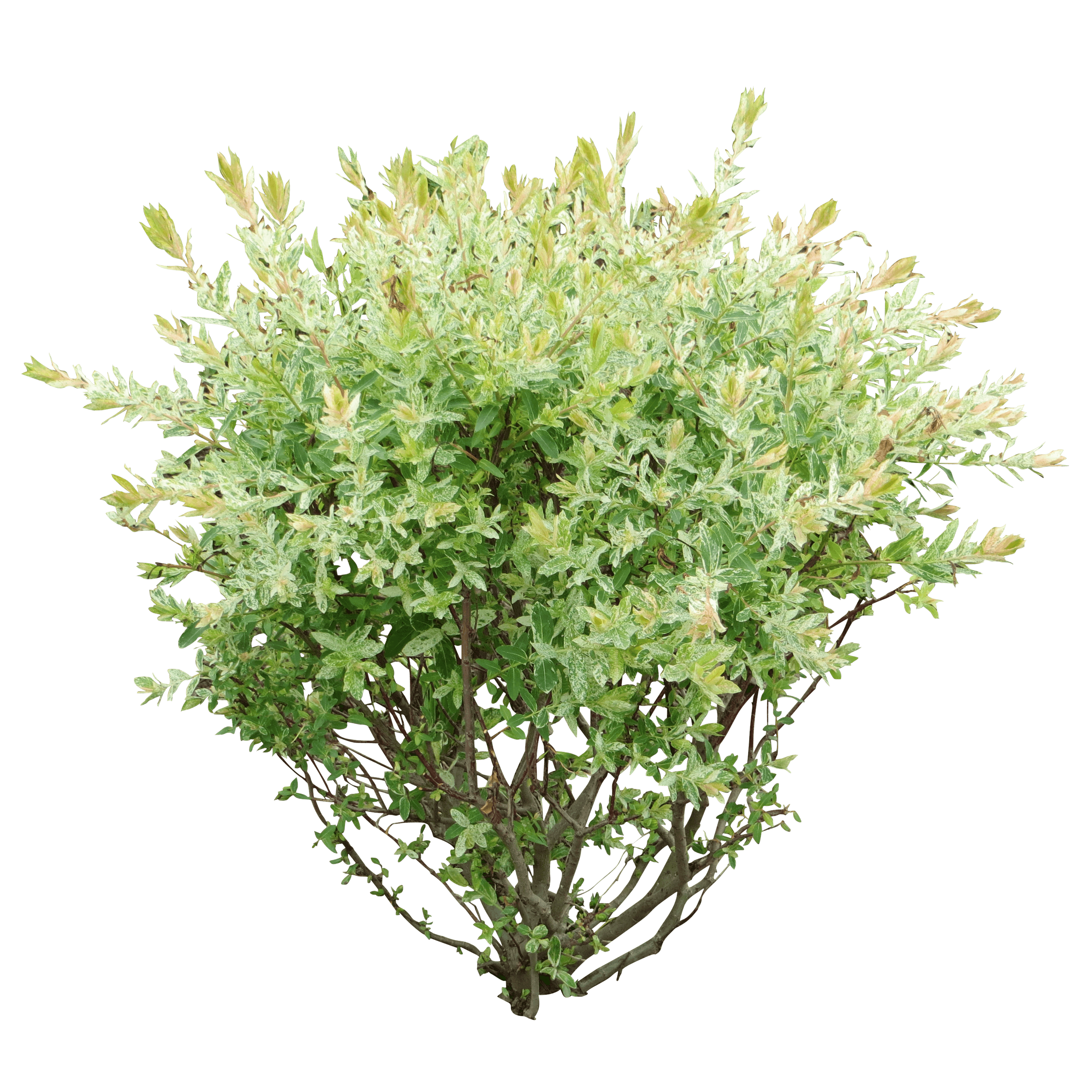Bush Transparent PNG Image