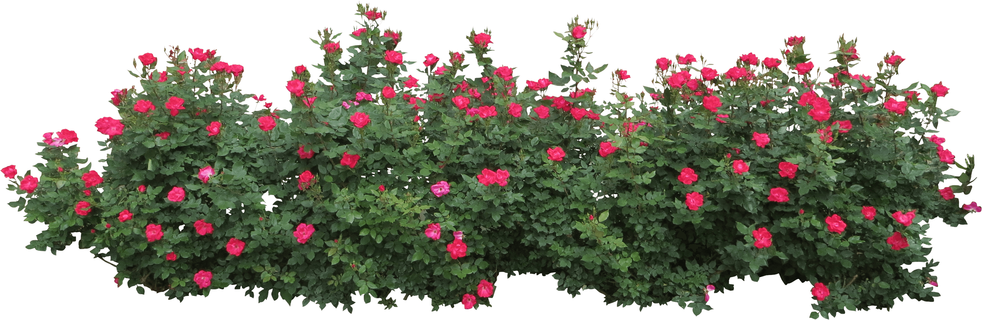 Bushes Transparent PNG Image