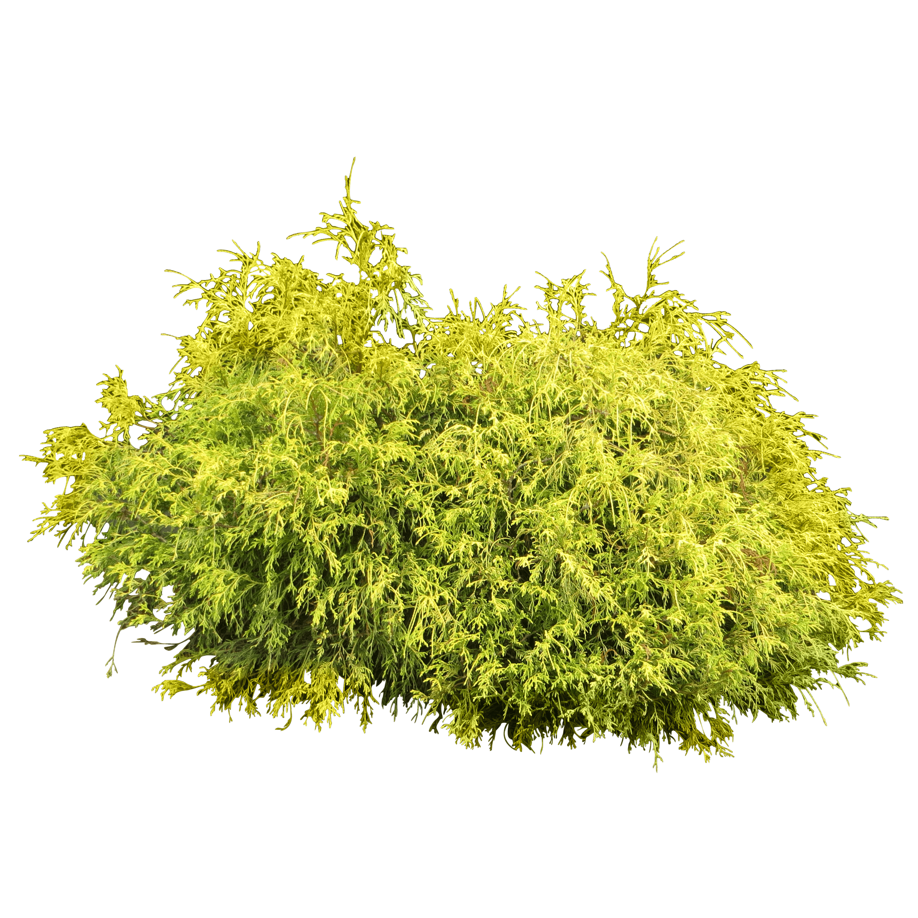 Bush Plant Transparent PNG Image