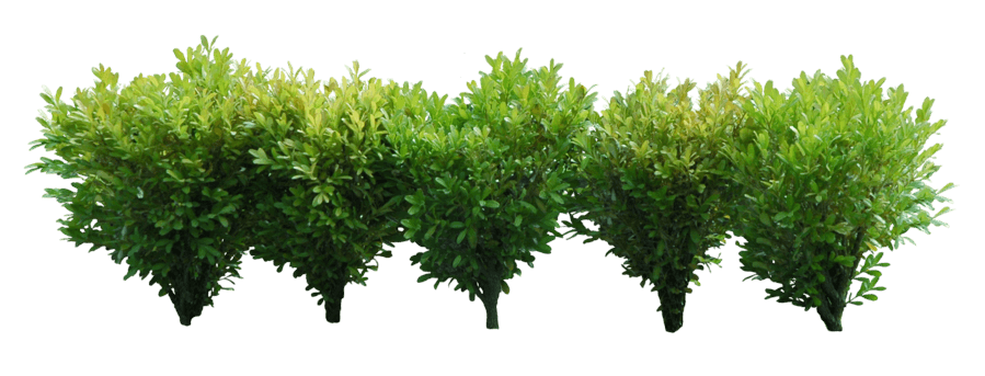 Bushes Transparent PNG Image