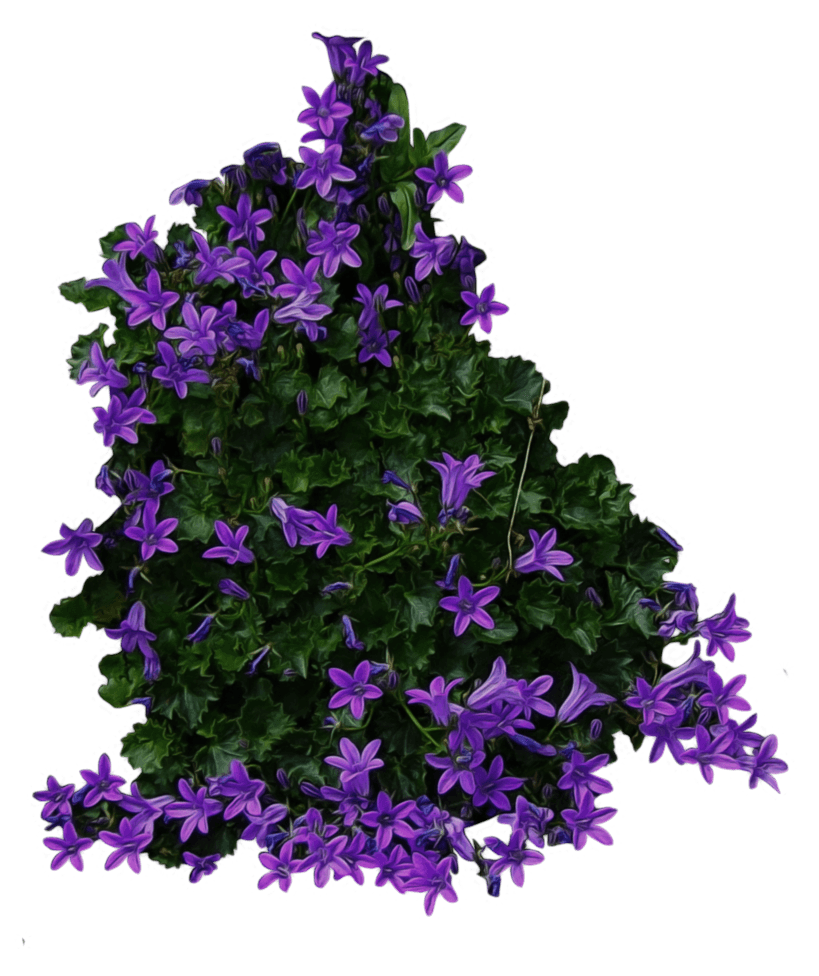 Bush Transparent PNG Image