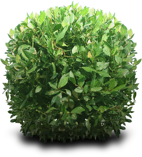 Bushes Transparent PNG Image
