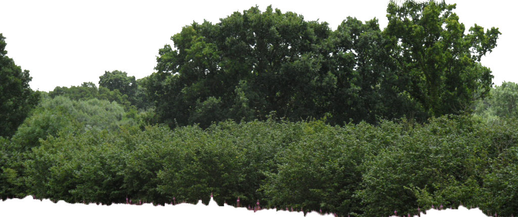 Bushes Transparent PNG Image