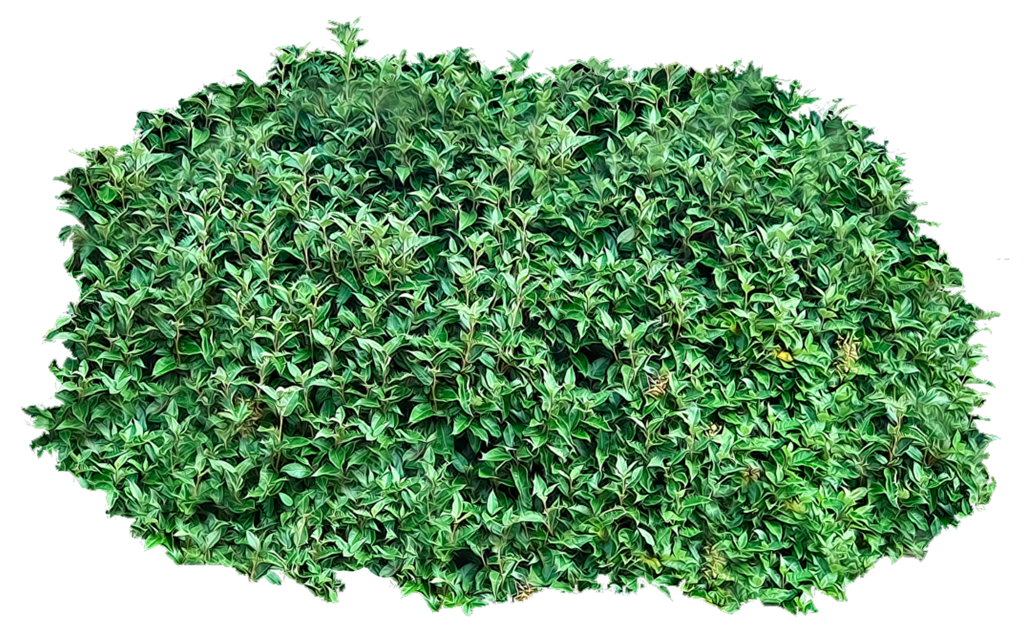 Bushes Transparent PNG Image