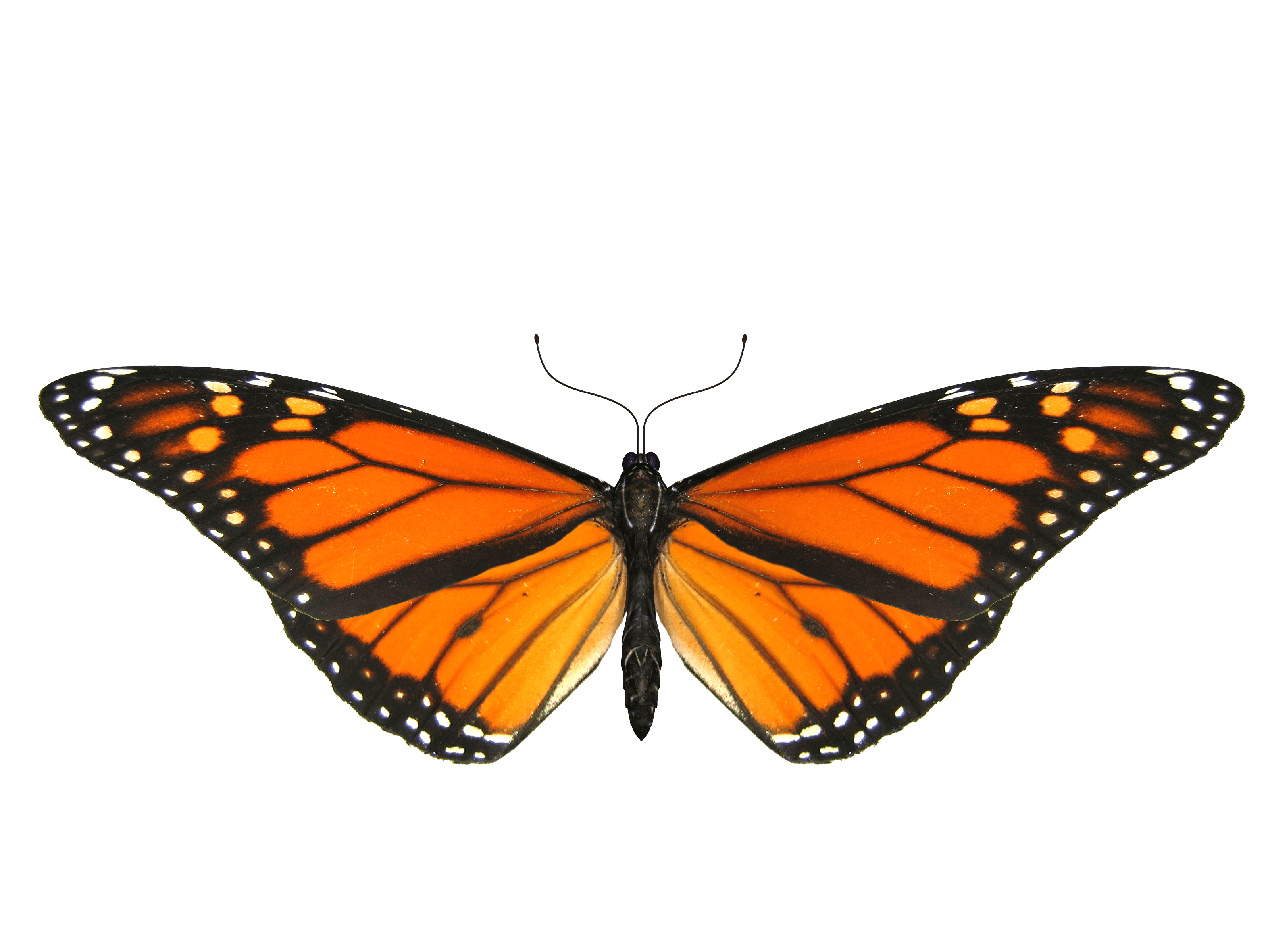 Butterfly Transparent PNG Image