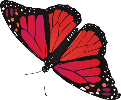 Butterfly Transparent PNG Image