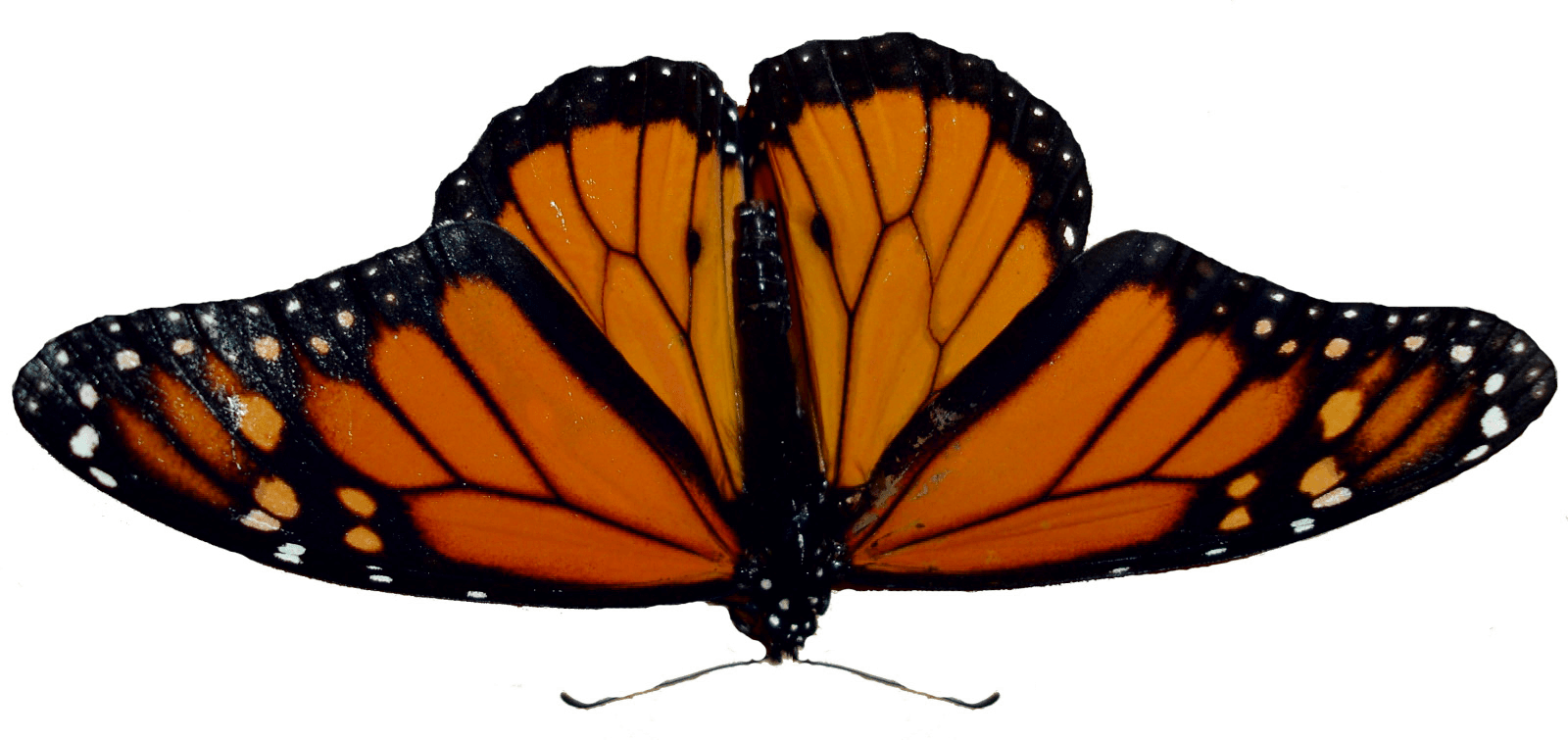 Butterfly Transparent PNG Image