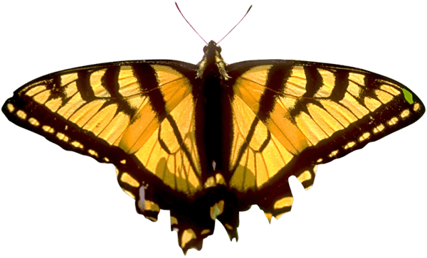 Butterfly Transparent PNG Image