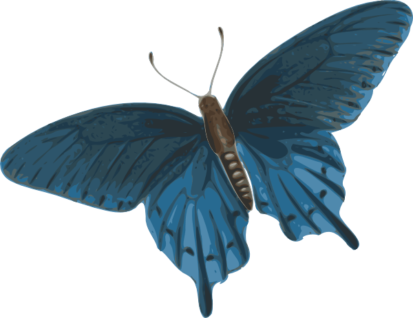 Butterfly Transparent PNG Image