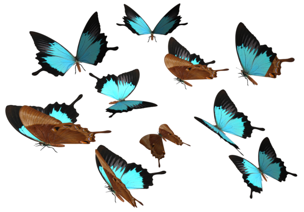 Blue Butterfly Transparent PNG Image