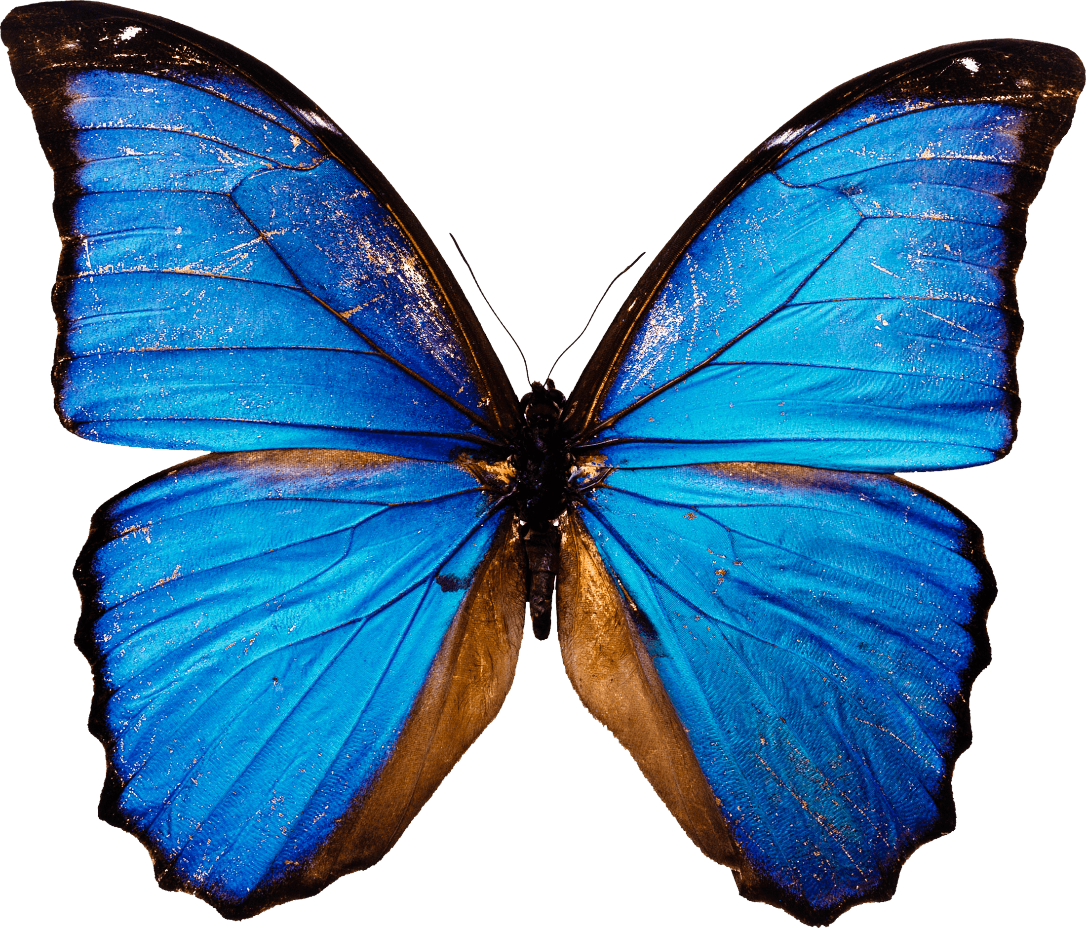 Blue Butterfly Transparent PNG Image