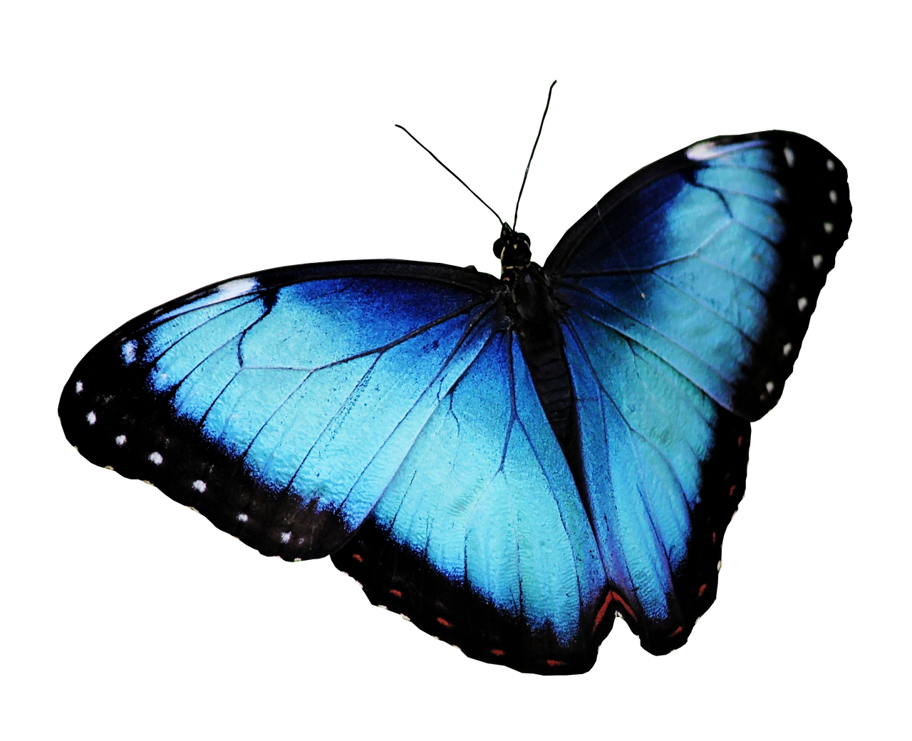 Blue Butterfly Transparent PNG Image