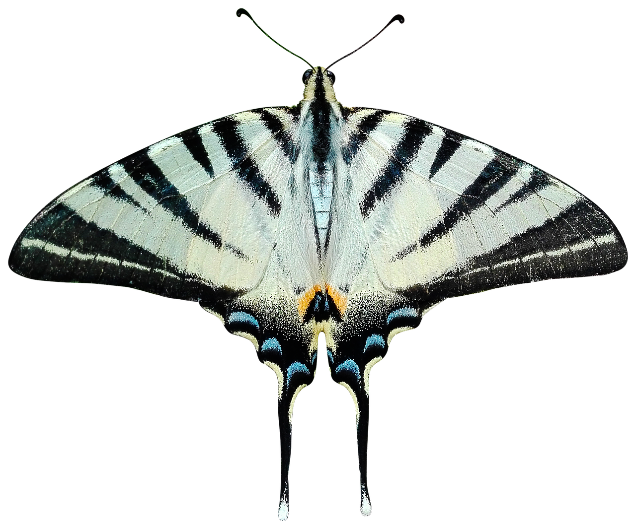 Butterfly Transparent PNG Image