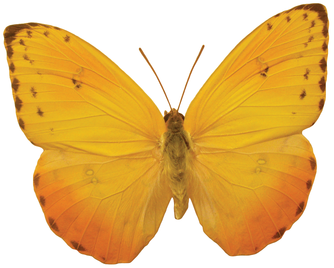 Butterfly Transparent PNG Image