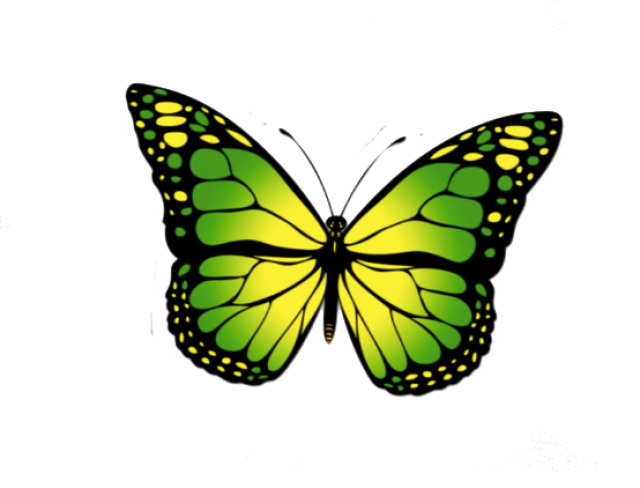 Butterfly Transparent PNG Image