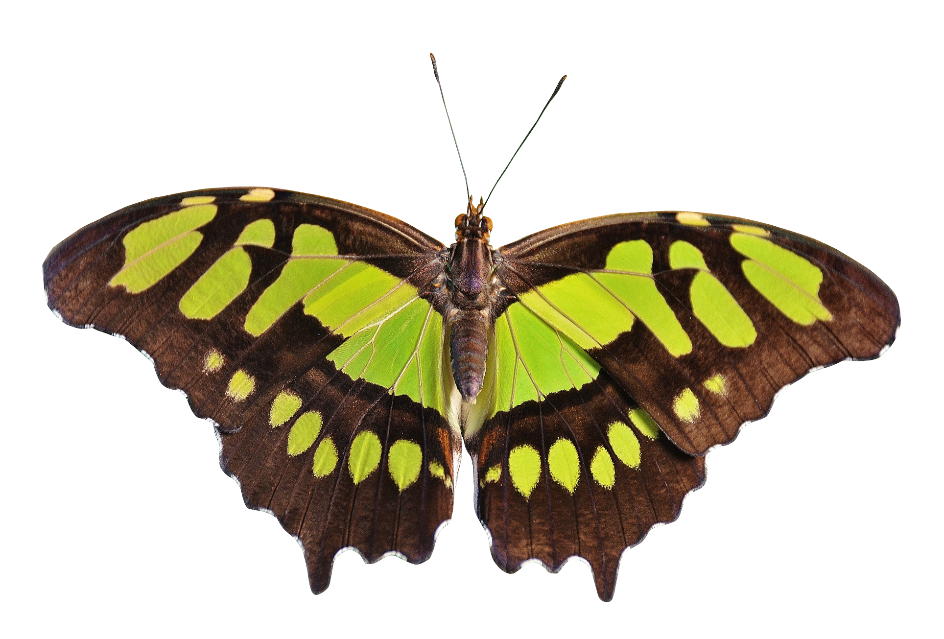 Butterfly Flying Transparent PNG Image