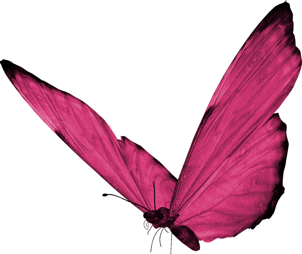 Pink Butterfly Transparent PNG Image