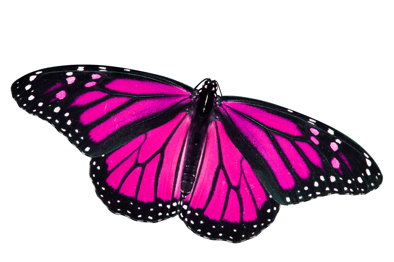 Pink Butterfly Transparent PNG Image