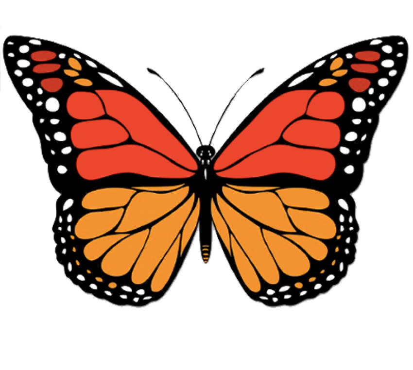 Butterfly Vector Transparent PNG Image