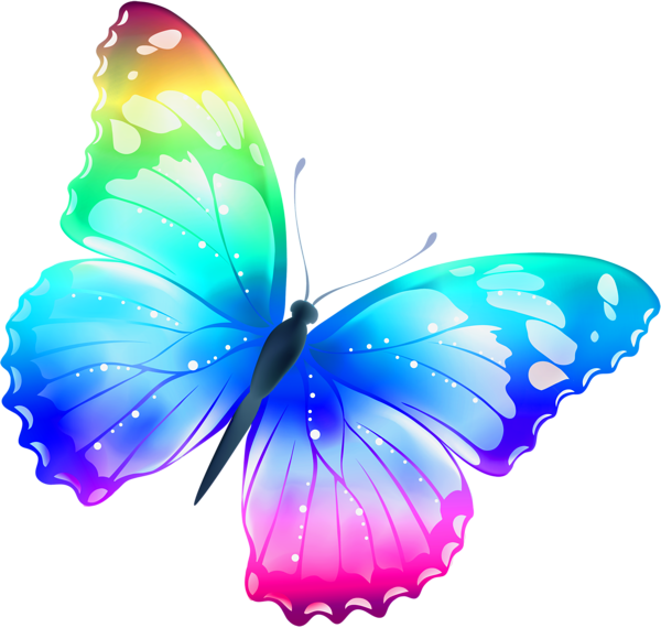 Butterfly Vector Transparent PNG Image