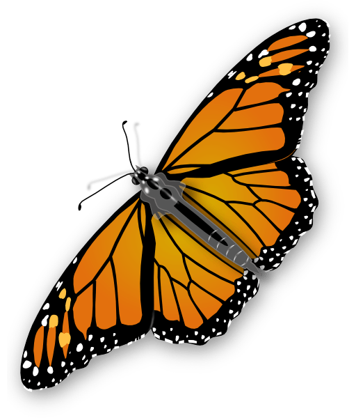 Orange Butterfly Butterflies Transparent PNG Image