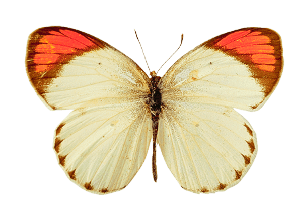 Butterfly Transparent PNG Image