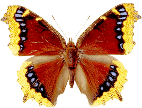 Butterfly Transparent PNG Image