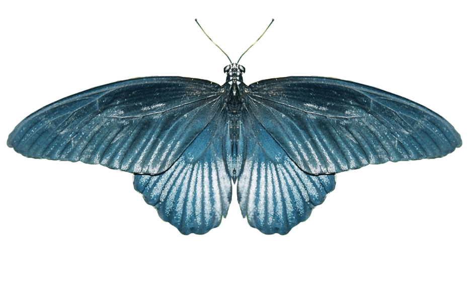 Butterfly Transparent PNG Image