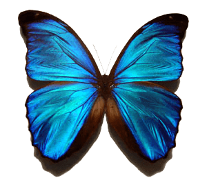 Blue Butterfly Transparent PNG Image