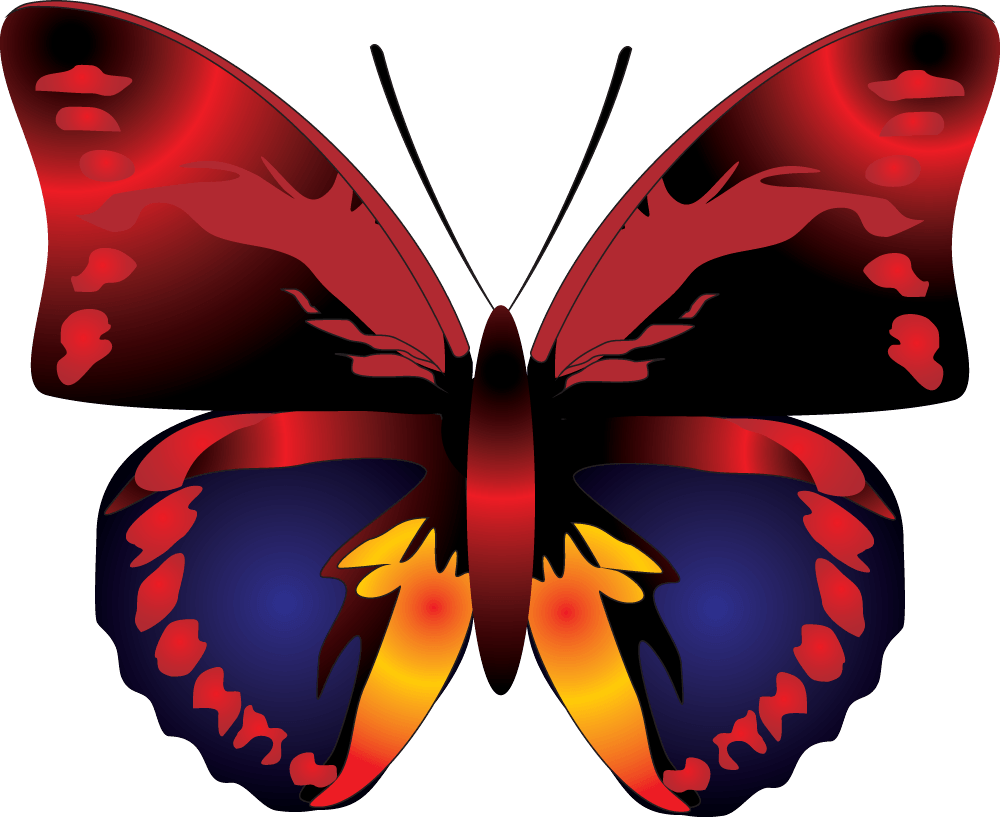 Butterfly Transparent PNG Image