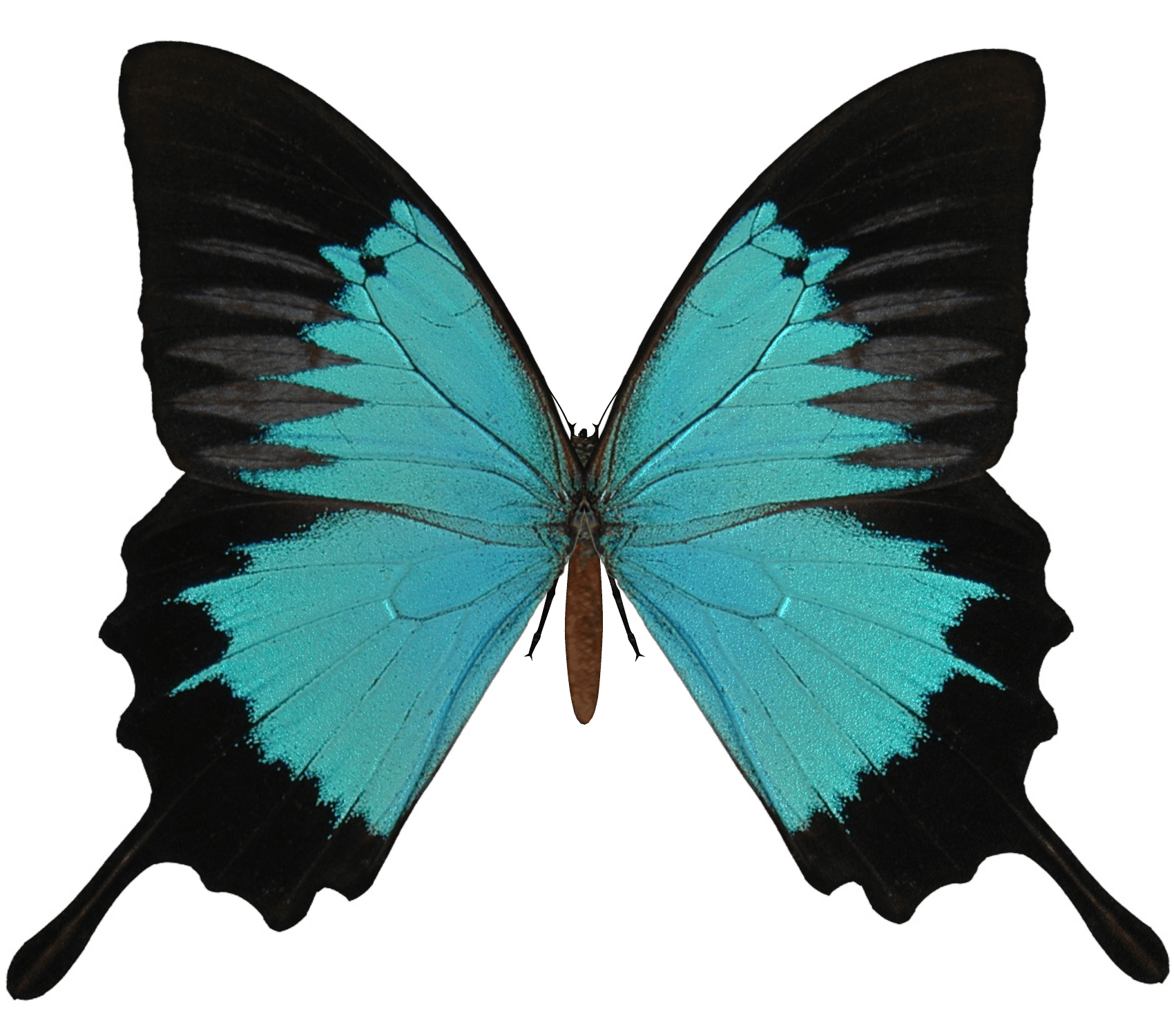 Butterfly Transparent PNG Image
