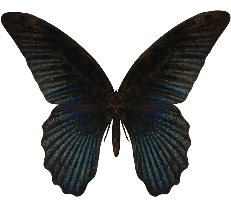 Butterfly Transparent PNG Image