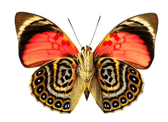 Butterfly Transparent PNG Image